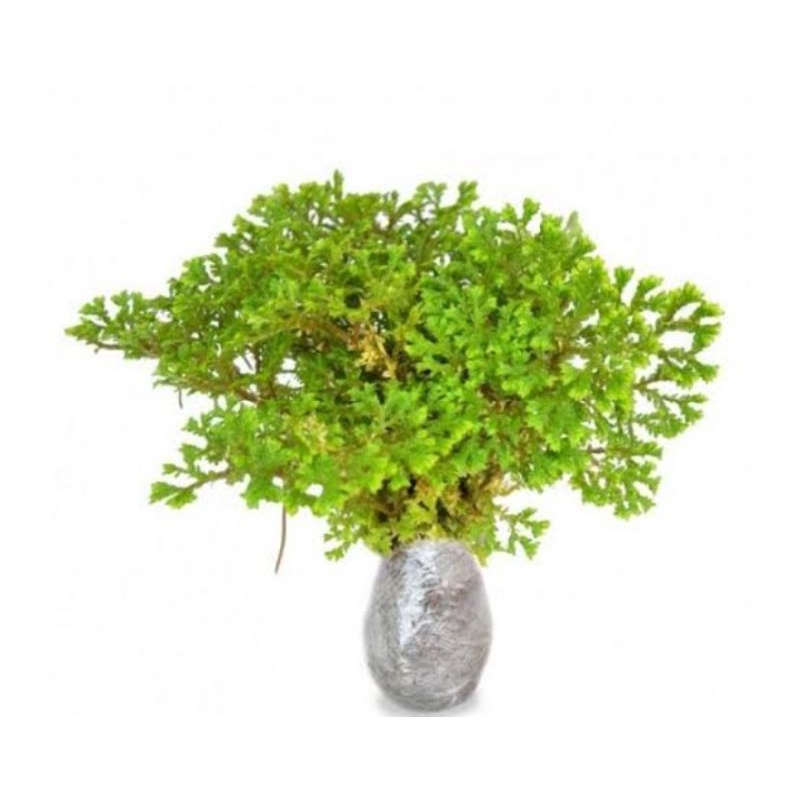 Bibit Cakar Ayam Tanaman Cakar Ayam