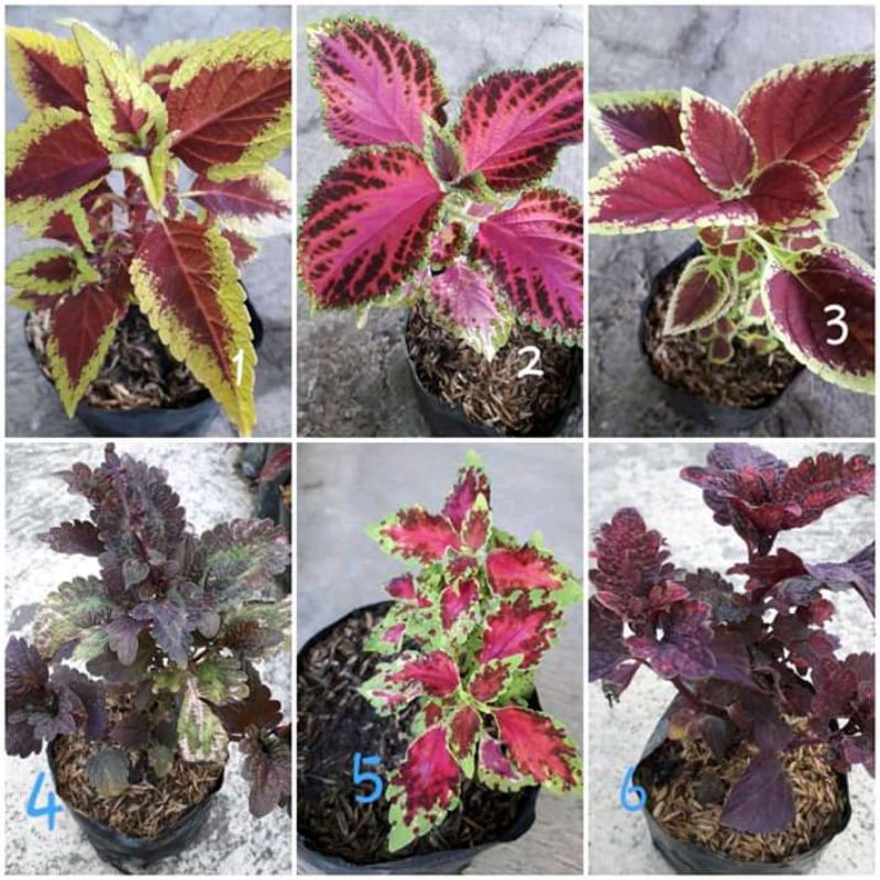 Tanaman Hias Miana/Tanaman Bunga Hias Miana