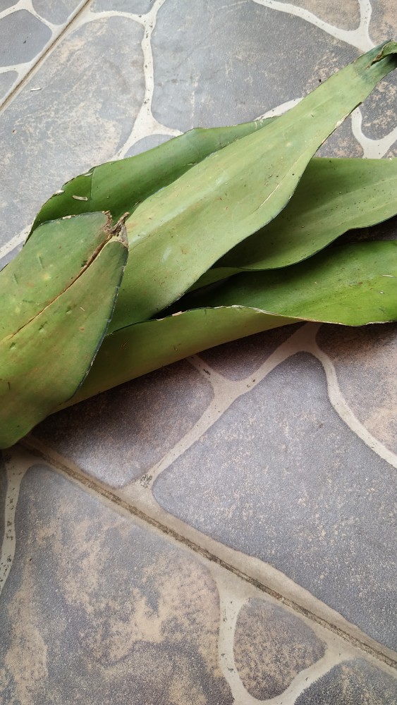 Sensivera Moonshine-tanaman Sensivera Moonshien