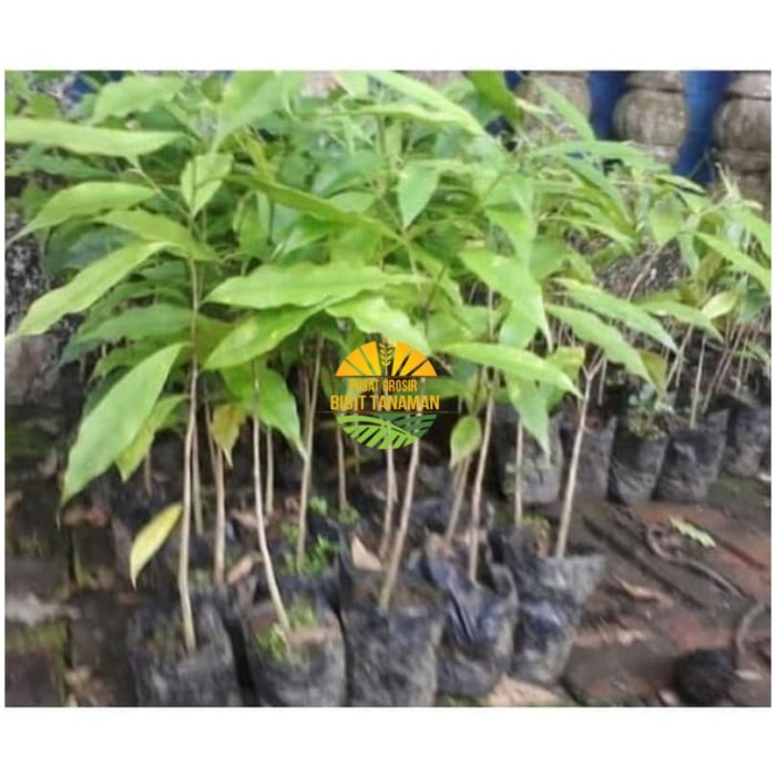 Asli bibit gaharu Terlaris