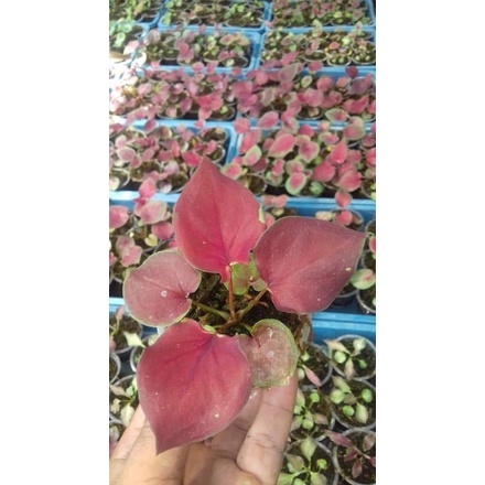 Keladi Hibrid dari biji