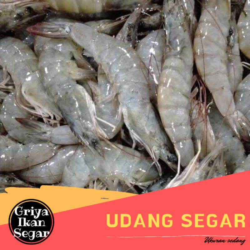

UDANG SEGAR Size sedang