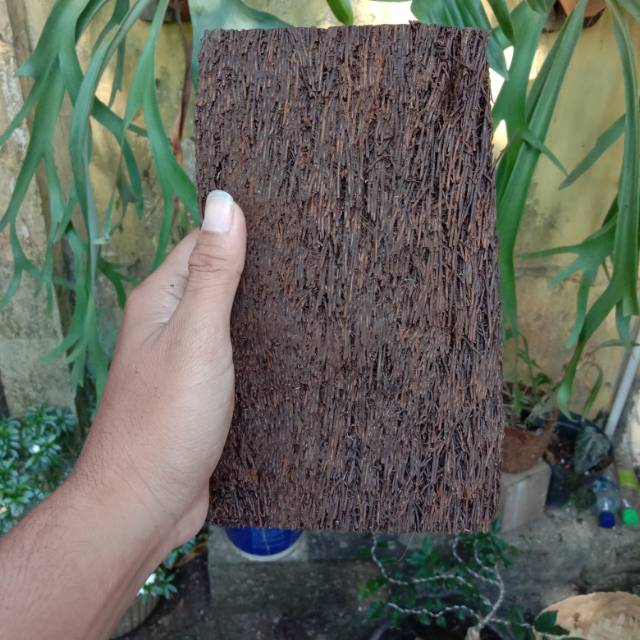 TERBAIK pakis lempeng besar 12cm x 21cm