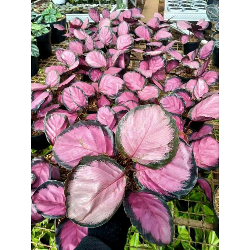 TANAMAN HIAS CALATHEA MURAH