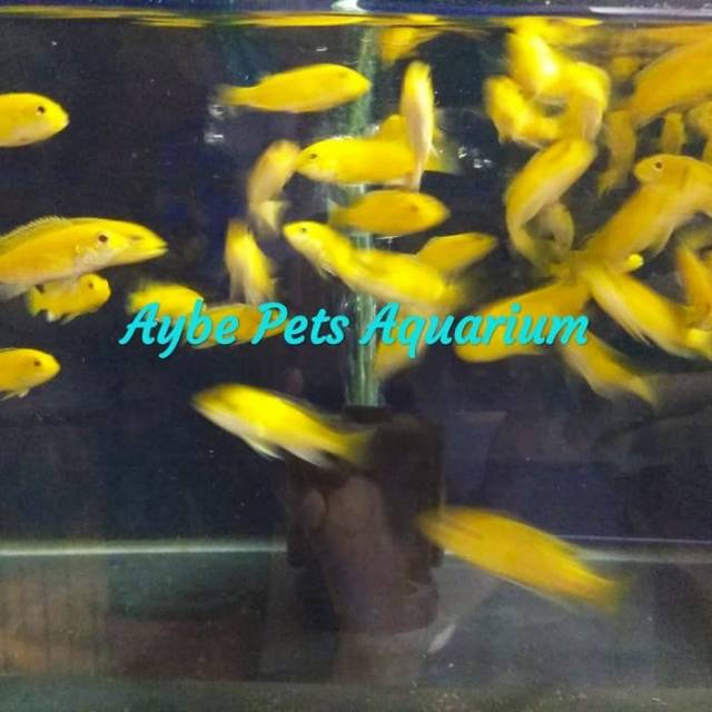 Ikan Hias Lemon Fish Cichlid