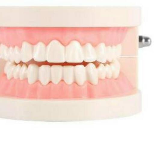 ✿ Alice dental // model study edukasi dokter gigi / phantom studi rahang gigi typodont gusi karet ★