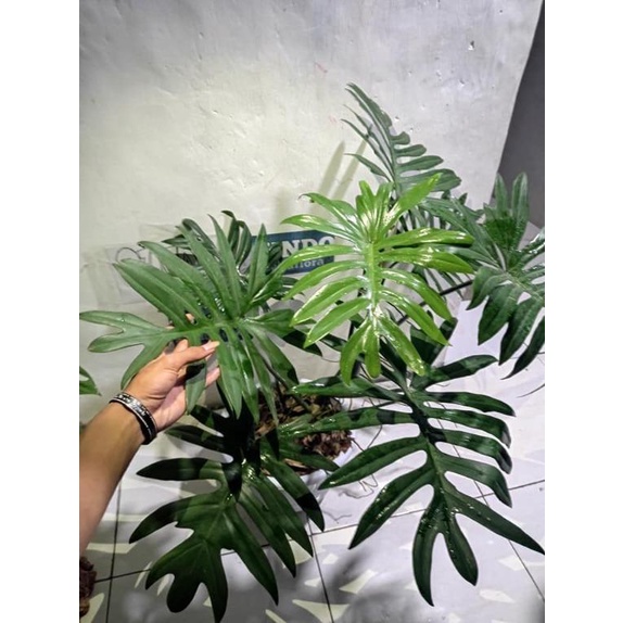 PHILODENDRON MAYOI TANAMAN HIAS BUNGA INDOOR TANAMAN OUTDOOR PHILO MAYOI