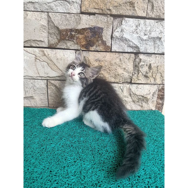 Persia medium jantan