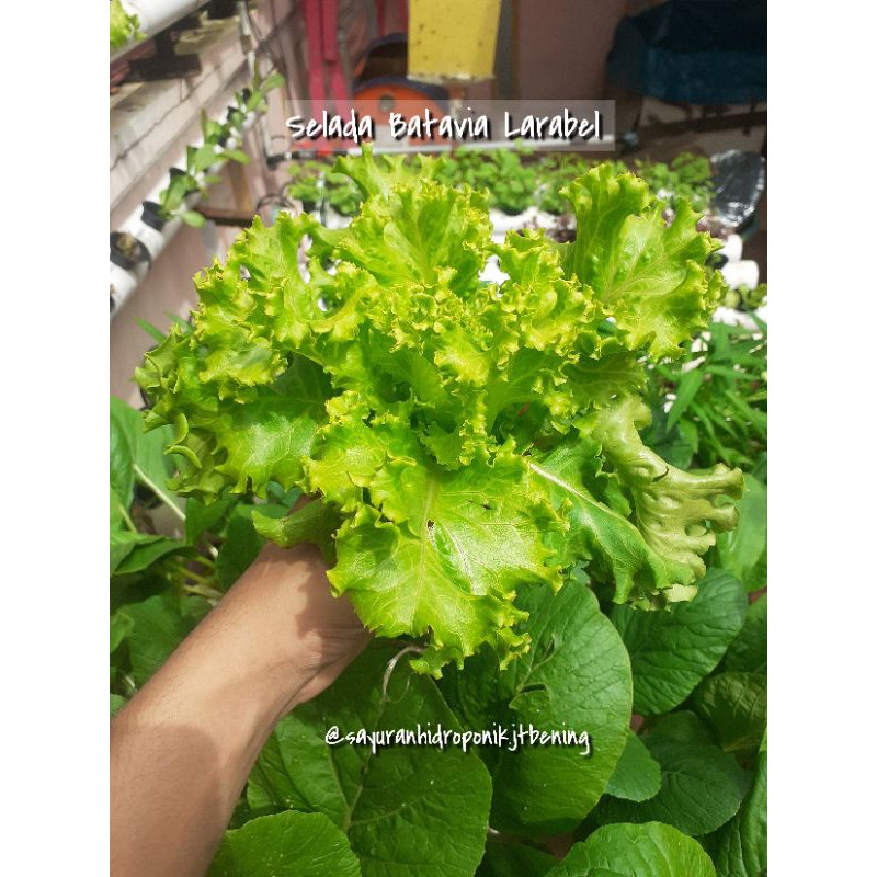 

Sayur Segar Selada Batavia Hidroponik