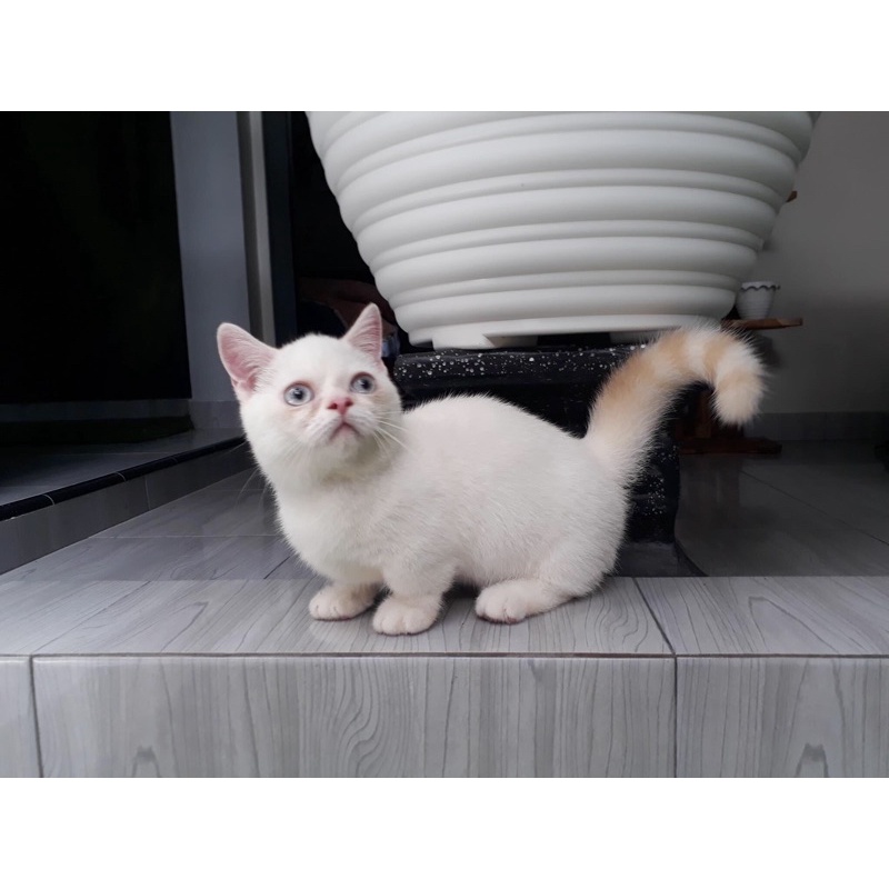 munchkin minuet red van