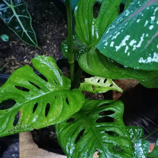 s.wahyudwiatma