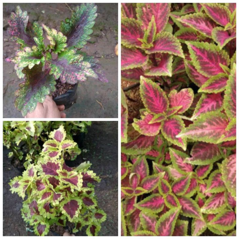 paket tanaman hias miana - miana