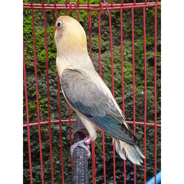 Lovebird Biola Euwing Pb Vio RING AMALYA BF (Prospekan)