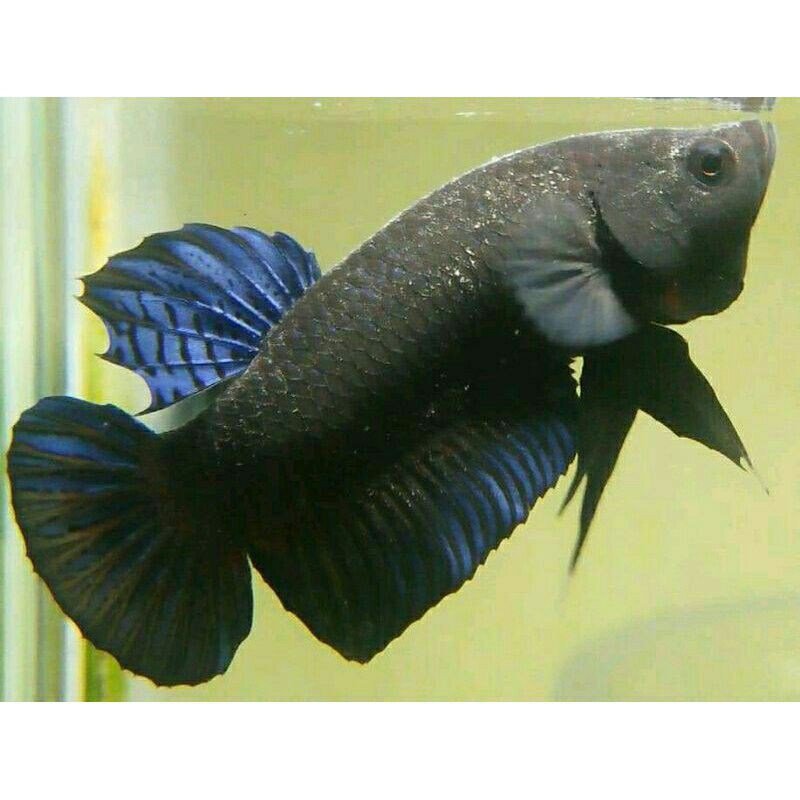 Big Game size L Aduan Thailand x Vietnam Import Big Game