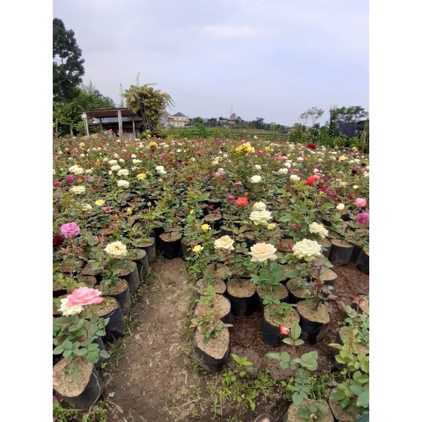 Promo!! Bibit Bunga Mawar Holland