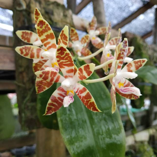 Phalanopsis sumatrana (anggrek)