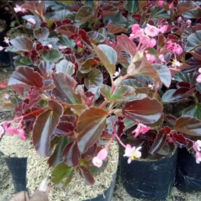Tanaman hias begonia - tanaman gantung - begonia