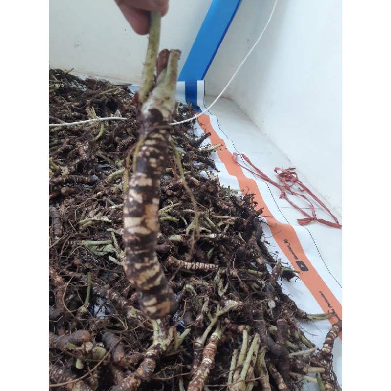 Bonggolan Keladi Tengkorak ,  Alocasia Dragon silver