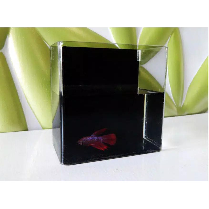 Akuarium ikan cupang akrilik / aquarium acrylic ikan hias / soliter ikan cupang