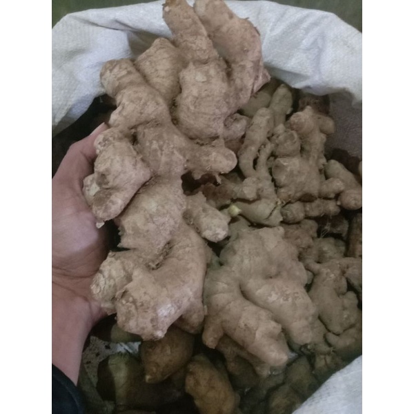 

jahe gajah segar 1kg