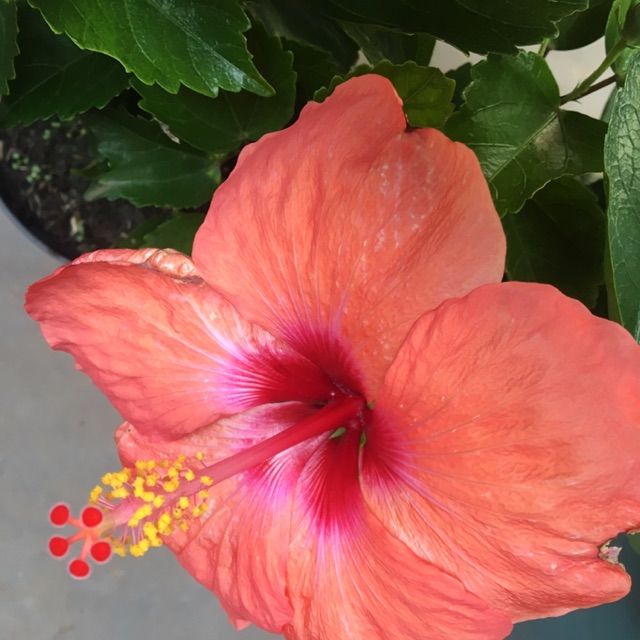 Pohon Hidup Hias Bunga Sepatu Belanda Shopee Indonesia