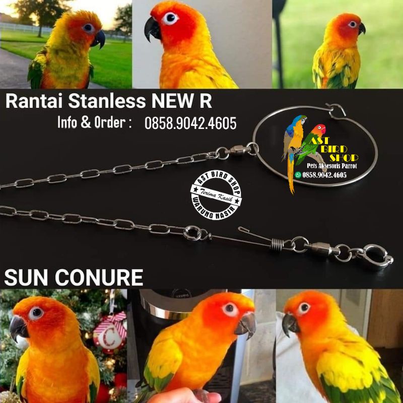 Rantai stainless sunconure