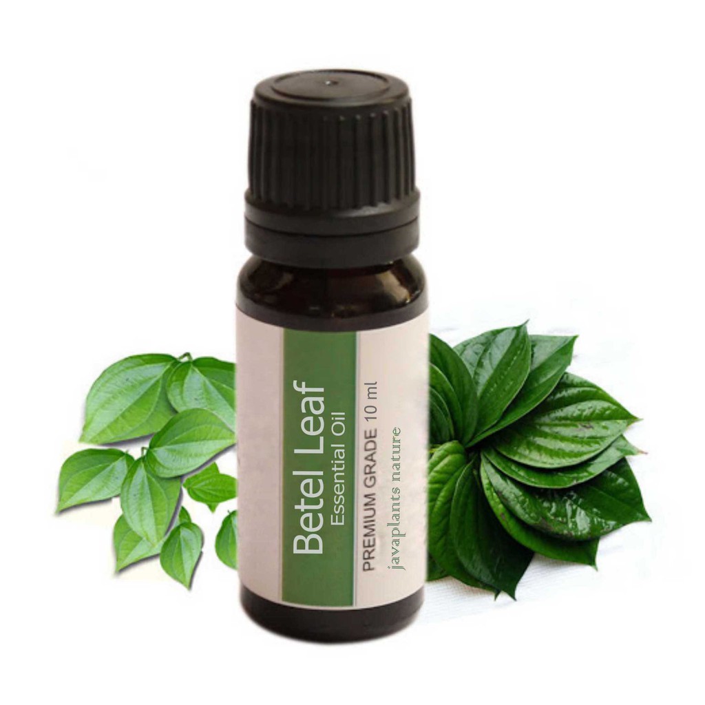 Betel Leaf Essential Oil Minyak Atsiri Daun Sirih Hijau Piper Betle