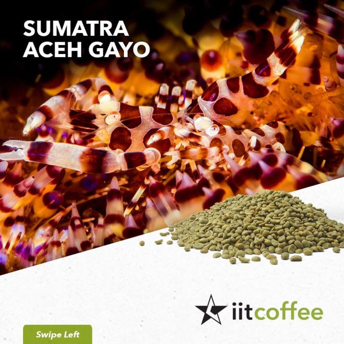 

kopi-biji- arabica green beans - sumatra aceh gayo semi washed 1kg -biji-kopi.