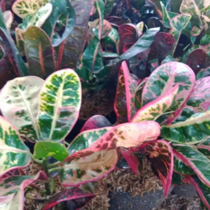 tanaman hias puring kerupuk - tanaman hias puring - puring