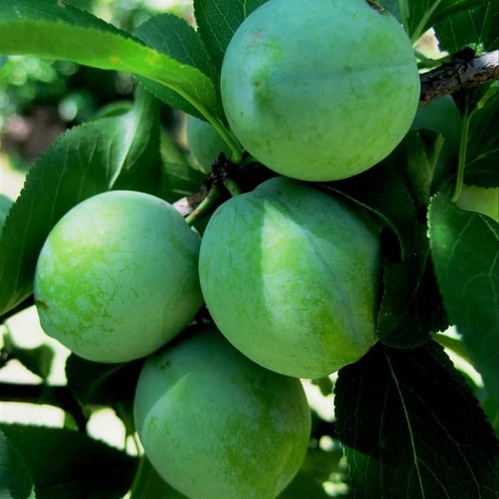 bibit buah plum hijau stek