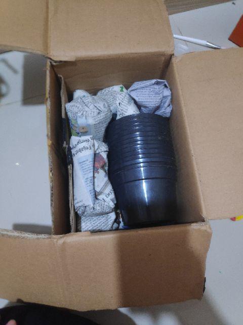 Tanaman Kaktus Hias Cactus Golden Barrel Barel