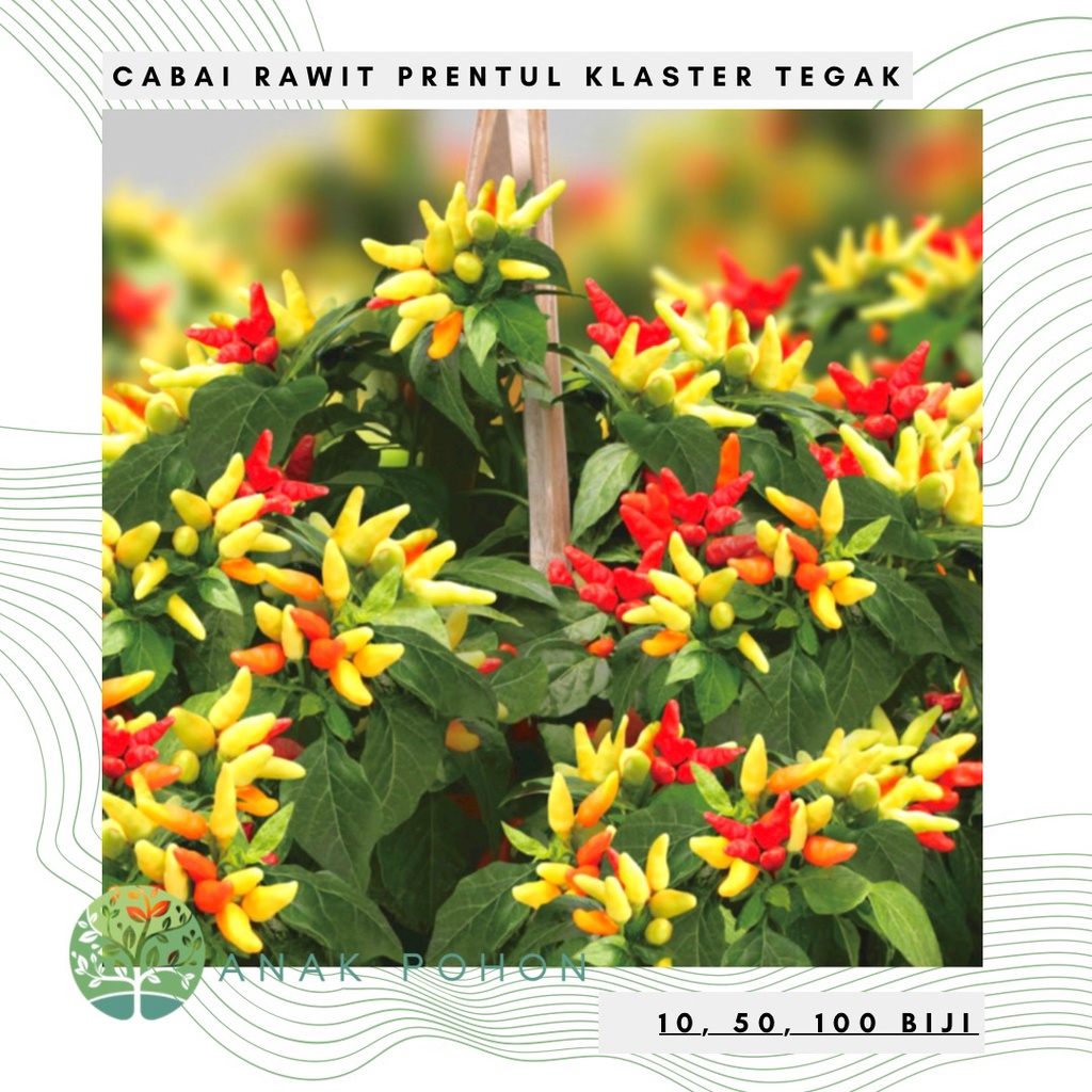 Benih Bibit Biji - Cabai Rawit Prentul Klaster Tegak Bergerombol Cabe Rawit Merah Pedas Seeds - Panen Dalam 110 Hari