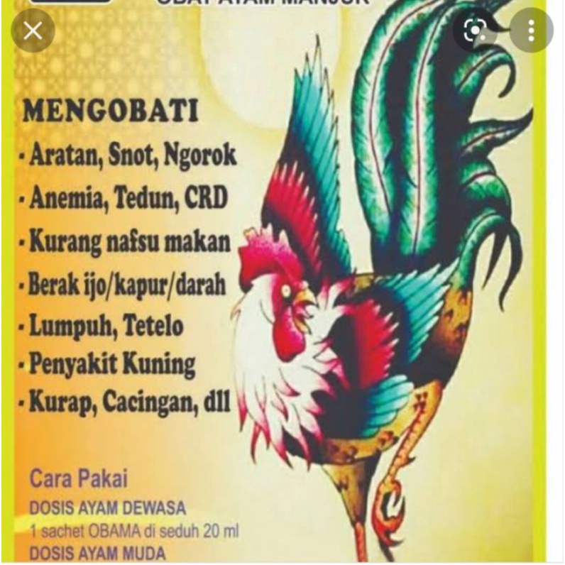 obama obat ayam ramuan manjur