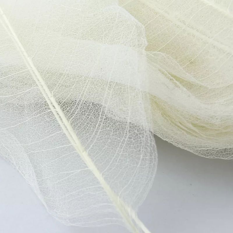 

Skeleton Daun Kerangka Daun Untuk Journal Jurnaling Scrapbook