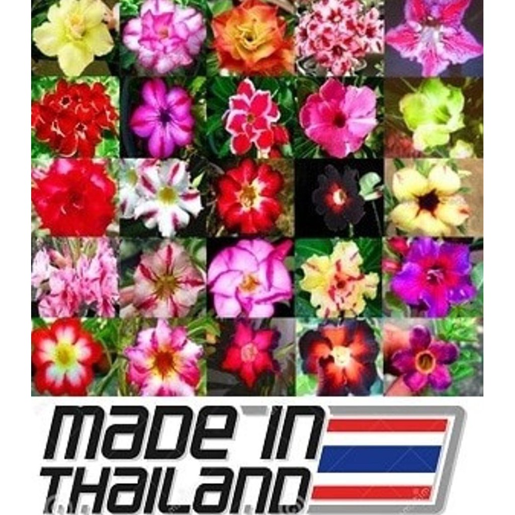 1 Biji Benih Adenium obesum Mix Wide Varieties