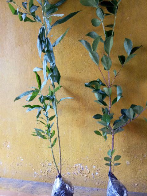 Bibit Long Murbei Super Manis