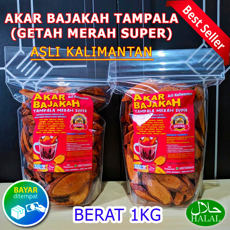 AKAR BAJAKAH TAMPALA ASLI - HERBAL SUKU DAYAK KALIMANTAN - KAYU BAJAKAH TAMPALA GETAH MERAH SUPER