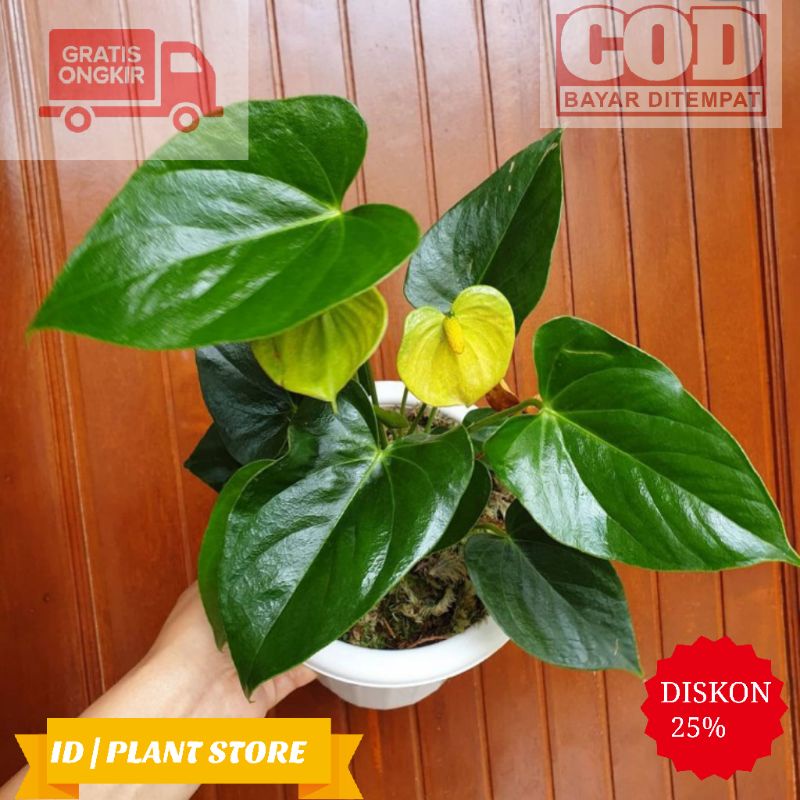 Tanaman hias anthurium mickey mouse kuning-anthurium mickey mouse bunga kuning-tanaman hidup-bunga h