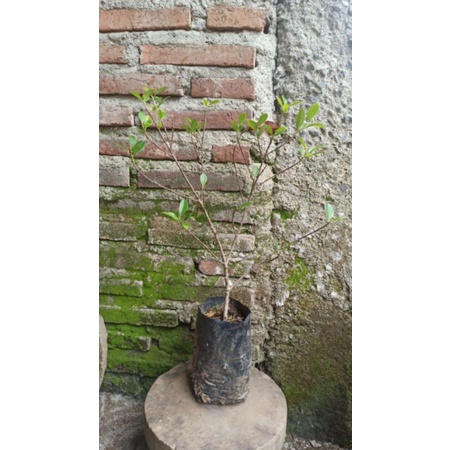 Cangkokan Kimeng 30 - 40 cm