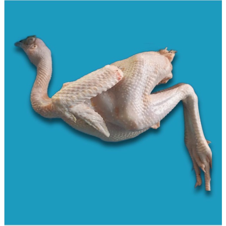 

ayam kampung 1kg hidupnya