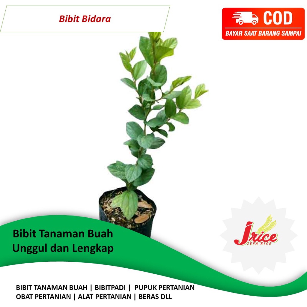 BIBIT POHON BIDARA ARAB ASLI BIBIT DAUN BIDARA ORIGINAL