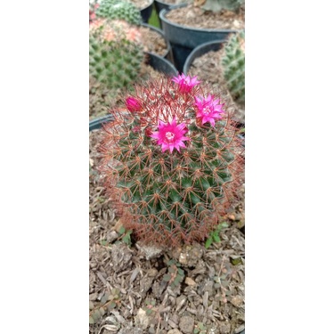 kaktus import unik/kaktus ownroot/kaktus murah pasaman