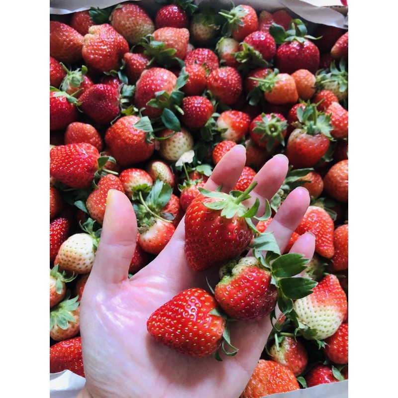 

Strawberry Fresh Mencir/California