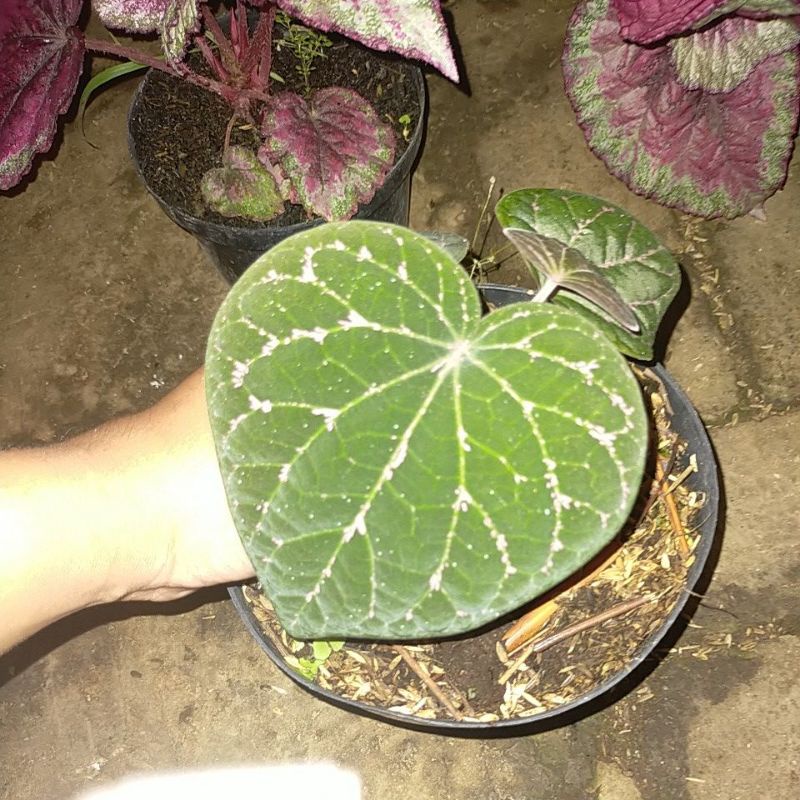 tanaman hias  sirih wulung +pot