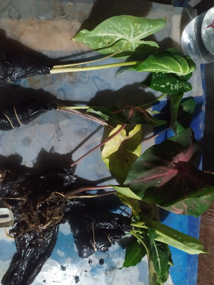 Tanaman Hias Tisu Wayang Cantik Tanaman Hias