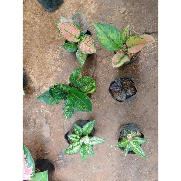 paket aglonema calathea murah meriah