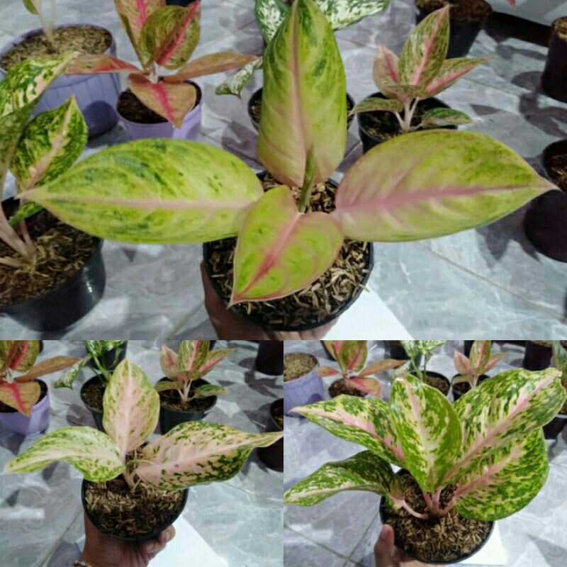 Promo 3 paket jenis aglonema(twinkle,golden siam, mutiara) 3 paket aglonema PROMO termurah