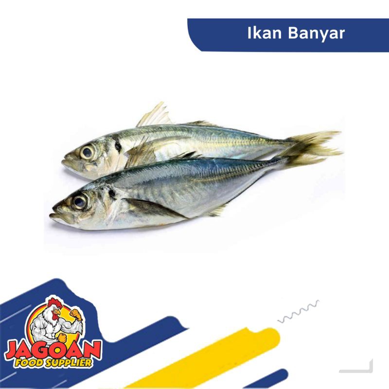 

Ikan Banyar Per Kg / Ikan Segar