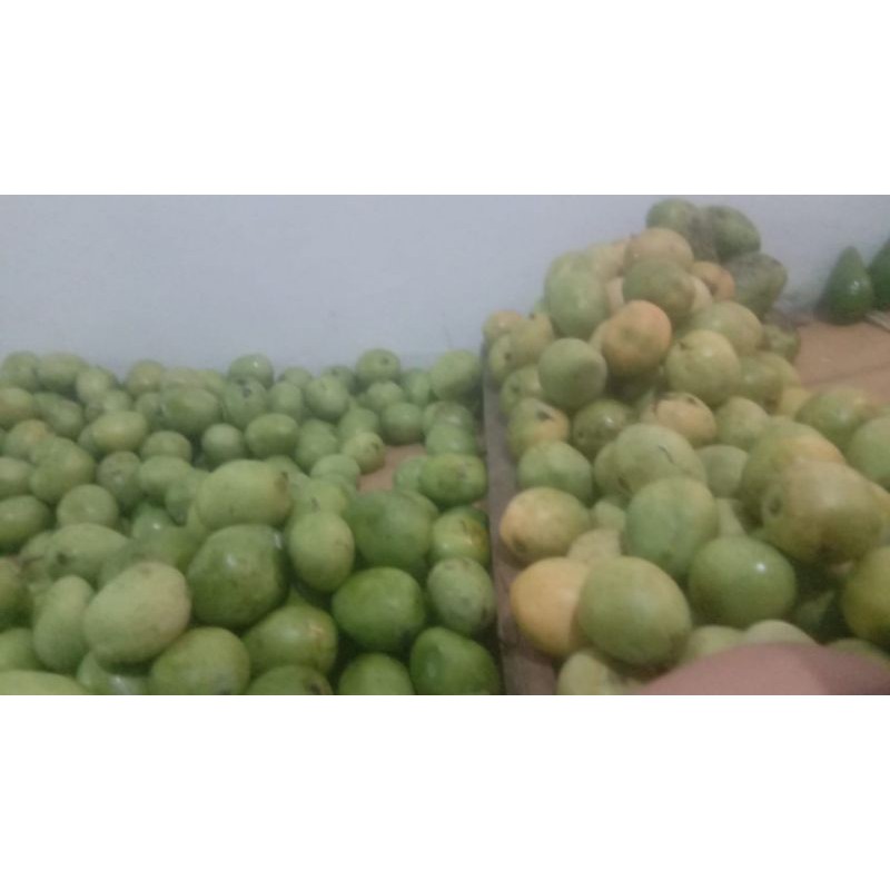 

mangga apel