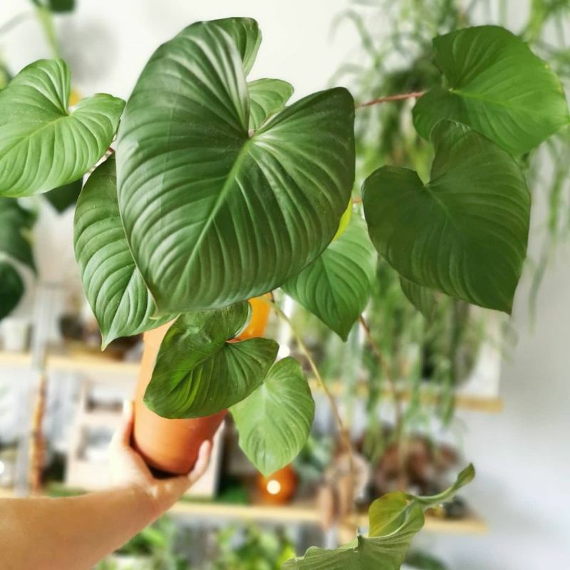 Homalomena Rubescens